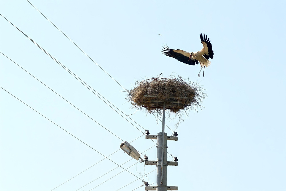 A New Home for Storks